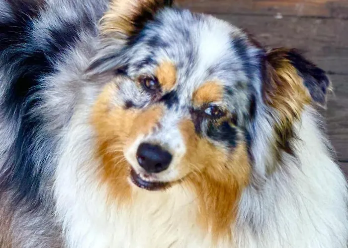 Bed and breakfast La Piana Dal Sas 3*